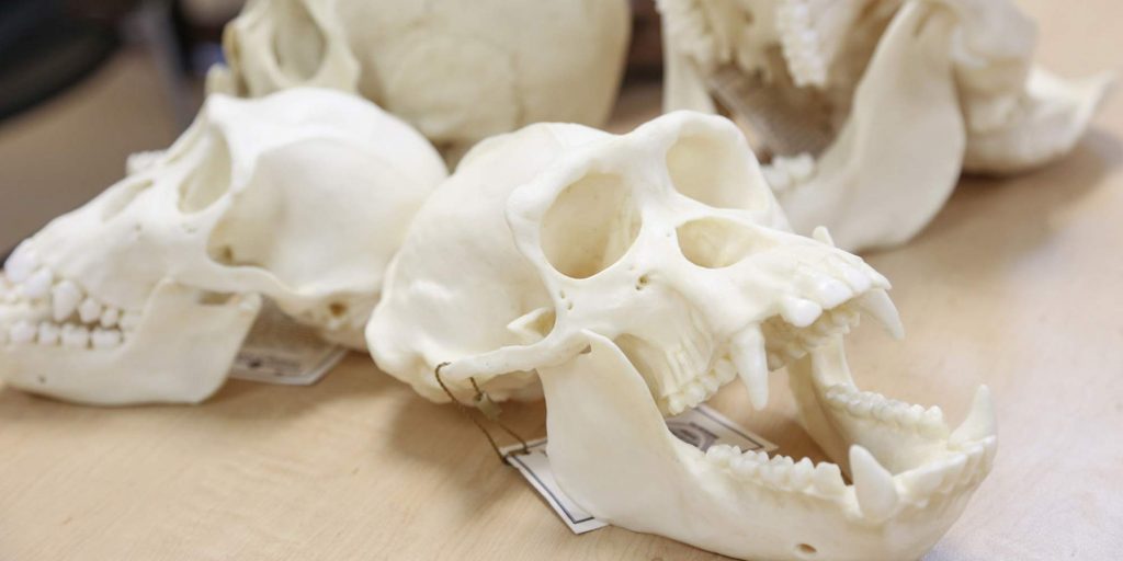 Anthropology- skulls